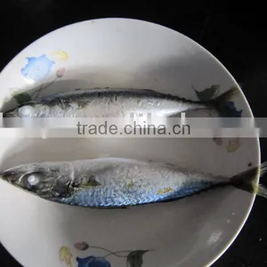 FROZEN MACKEREL(small) thumbnail-1