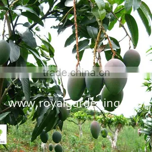 Mangifera Indica Tropical Fruit Trees thumbnail-2