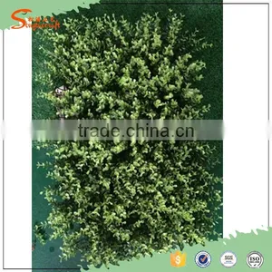 2016 International Certified Professional Leisure Venues Fire Resistant Artificial Grass Wall thumbnail-3