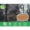 Chaga Mushroom Extract thumbnail-1