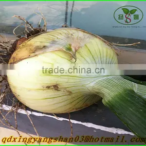 (NEW) 2015 NEW ONIONS / Cheap Fresh Yellow Onion(Come and Buy!) thumbnail-1
