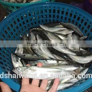 Frozen Pacific Mackerel for Sale With Size - 80g thumbnail-3