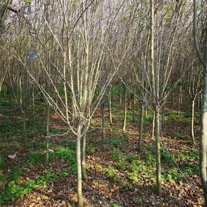 Prices of 3cm, 4cm, and 5cm Malus Micromalus, Price Quotation From the Place of Origin, High Survival Rate thumbnail-5
