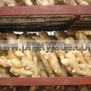 Fresh Ginger Supplier thumbnail-1