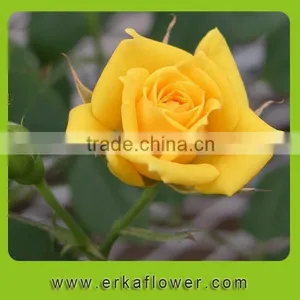 Diversified in Packaging Rose Wedding Bouquets thumbnail-6