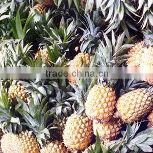Fresh Pineapple ( Tropical Fruit) thumbnail-3