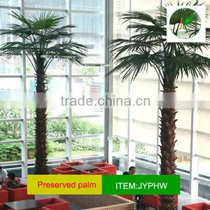 Joyleaves Outdoor Palm Tree and UV-Protect Palm Leaf thumbnail-1