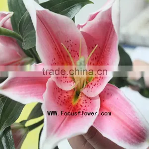 Decoration Flower Fresh Lily Flower With 1.7~3.5KG/Bundle Water Lily Flower Named As Fresh Cut Lily Tiber From Focus/Kunming thumbnail-3