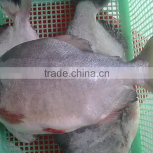 FROZEN BLACK POMFRET WHOLE ROUND thumbnail-1