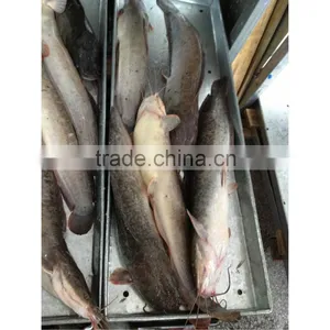Frozen Clarias Fuscus Whole Round thumbnail-1