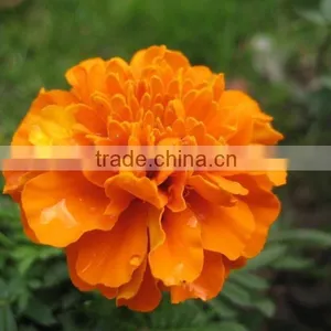 Lutein Powder /Xanthophyll/Marigold Extract/Marigold Extract Powder thumbnail-3
