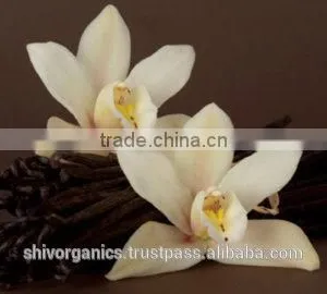 Vanilla Essential Oil thumbnail-4