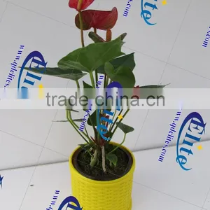 1 Plastic Flower Pot thumbnail-1