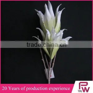 New Items 2016 Flowering Succulent Plants thumbnail-3