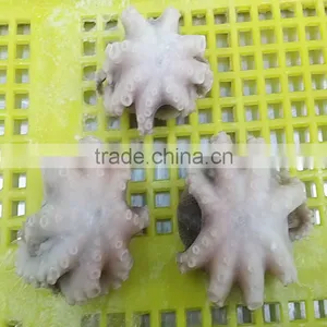 Frozen Cleaned Octopus Variety Little Ocotpus thumbnail-2