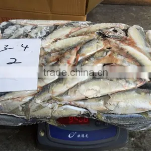 Frozen Pacific Mackerel thumbnail-5