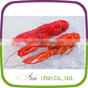 Lobster Homard thumbnail-1