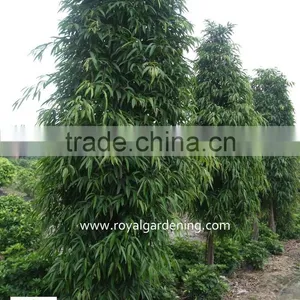 Ficus Longifolia thumbnail-1