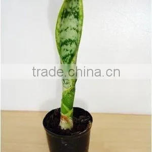 Thailand PT-009 Sanverseria Snake Tounge Pot Plant thumbnail-1