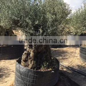 Bonsai Olive Tree Extra Large thumbnail-1