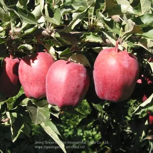 Chinese HuaNiu Apple thumbnail-1