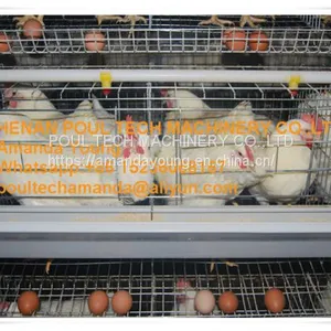 Vietnam Chicken Farm Hot Galvanized Cage for Layer & A Frame Battery Hen Cage & Chicken Coop for Poultry Farm thumbnail-1