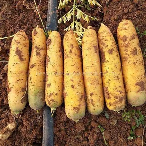 Chinese Good Quality Yellow Skin Hybrid Carrot Seeds for Sale thumbnail-3