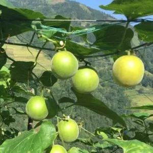 50pcs Hybrid f1 Monkfruit or Luohan Guo Monk Fruit Seeds Siraitia Grosvenorii Seed for Planting thumbnail-2