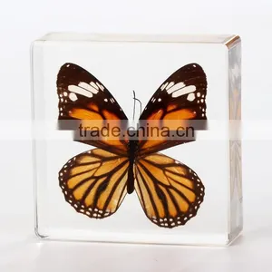 2016 New Style Wholesale Paperweight With Real Butterfly thumbnail-6