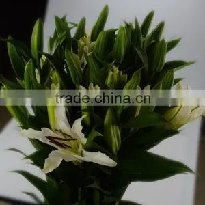 Love Theme Siberia Kingly White Lily Flower thumbnail-2