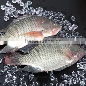 FROZEN TILAPIA WHOLE ROUND 500-800G CHINA SUPPLIERS thumbnail-1