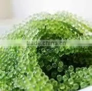 GREEN CAVIA SEAWEED BEST QUALITY AND COMPETITIVE PRICE thumbnail-1