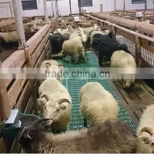 2016 Plastic Leak Dung Board for Farrowing Crate/goat Flooring thumbnail-2