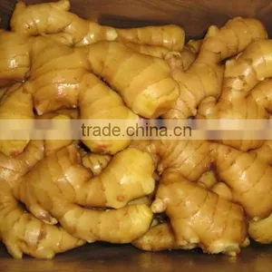 BEST PRICE VIETNAM FRESH GINGER thumbnail-3