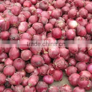 Fresh Onion Red Onion Dry Onion thumbnail-5