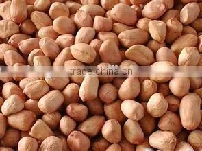 Supply High Quality Peanut Kernels thumbnail-2