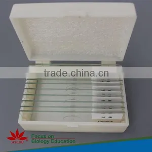 Human Oral Pathology Slides Individual Microscope Prepared Slide thumbnail-2
