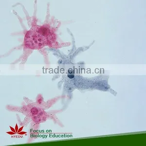 Zoology Protozoa Individual Prepared Slides thumbnail-2