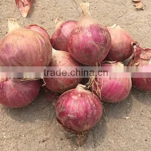 Fresh Onion on Sale in This Hot Season Before New Year With High Quality and Reasonable Price thumbnail-1