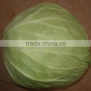 Cabbage thumbnail-1