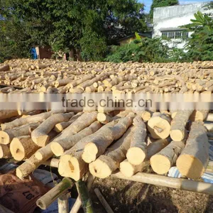 Tongkat Ali Root (Whole, Slice) thumbnail-5