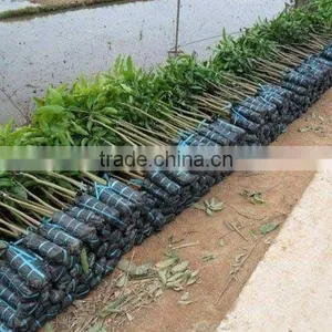 Mango Tree Seedling Mangifera Indica Tree Seedlings thumbnail-2