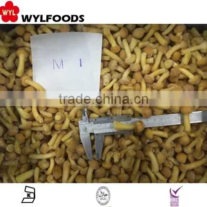 Frozen Nameko Mushroom Price in China thumbnail-3