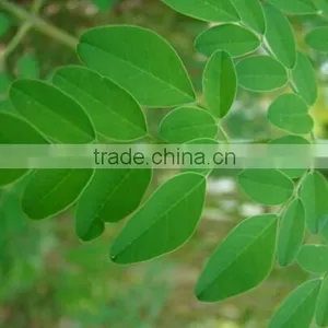 Organic Moringa Leaf Powder Wholesale ( Skype: Liu.diana 79, Whatsapp: +861502902563) thumbnail-4