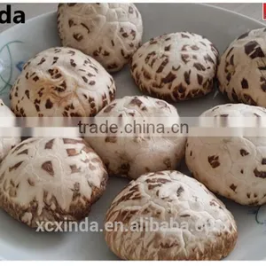 2015 Best Export Quality Shiitake Mushroom ,Tea Flower Mushroom Free Sample thumbnail-2