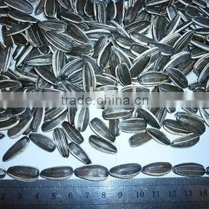 Chinese Sunflower Seeds 5135, 5009 thumbnail-1