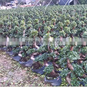 Ficus Microcarpa S Shaped Bonsai thumbnail-2