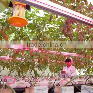 Horticultural Green House Lights thumbnail-2