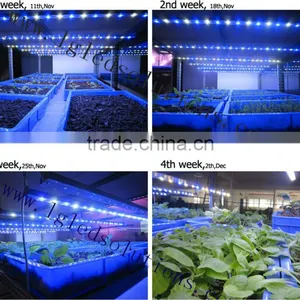 MarsHydro Hydroponic Full Spectrum LED Grow Bar & Aquarium Light Grow Light for Growing Plants thumbnail-5