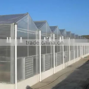 Factory Price Vegetables/Crops/Horticulture Used Poly Carbonate Sheet Greenhouse thumbnail-6